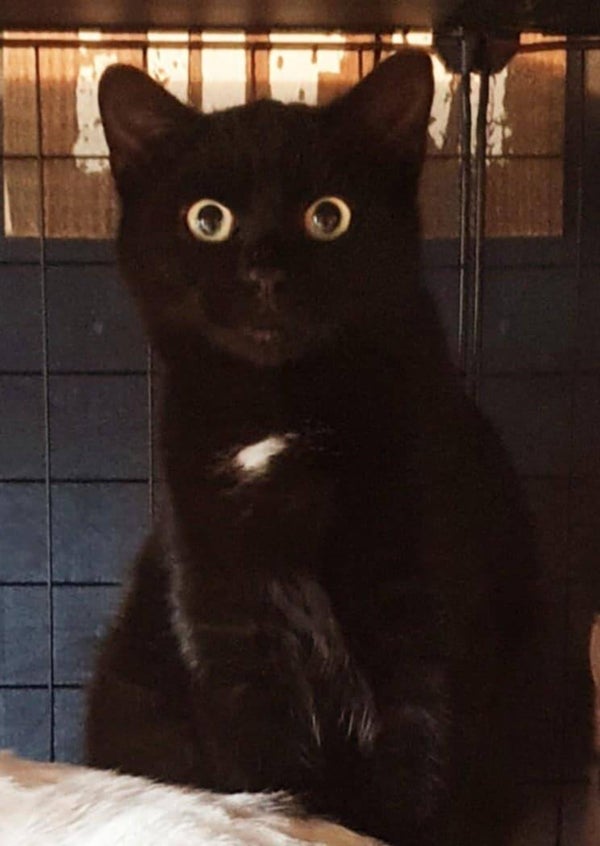 CLOVIS a rejoint sa famille le 26 décembre 2025