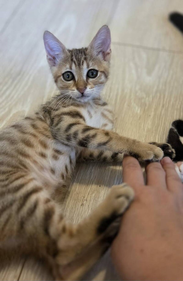 COCO