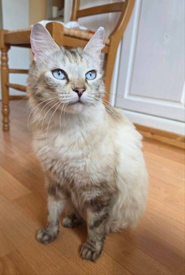 ELEA