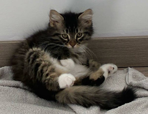 ELLA