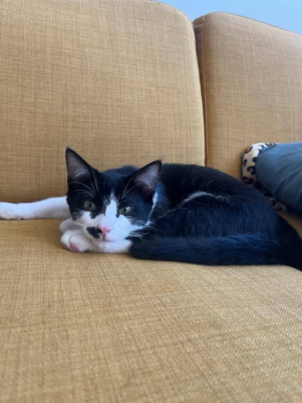 FLECKCHEN a rejoint sa famille le 27 septembre 2025