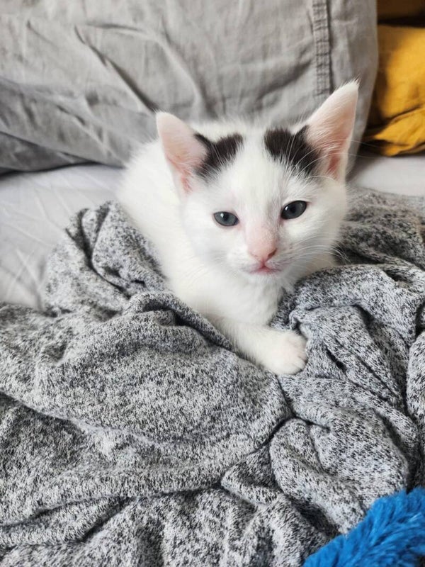 LILAS et ses bébés