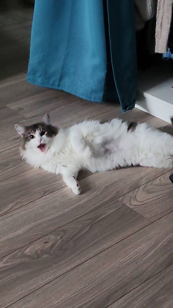 FREYA a rejoint sa famille le 10 mars 2025