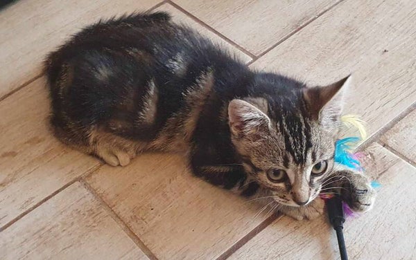 GIPSY a été adopté le 20 août 2024