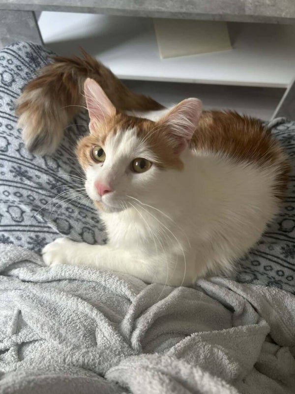 HAGRID a rejoint sa famille le 8 mars 2026