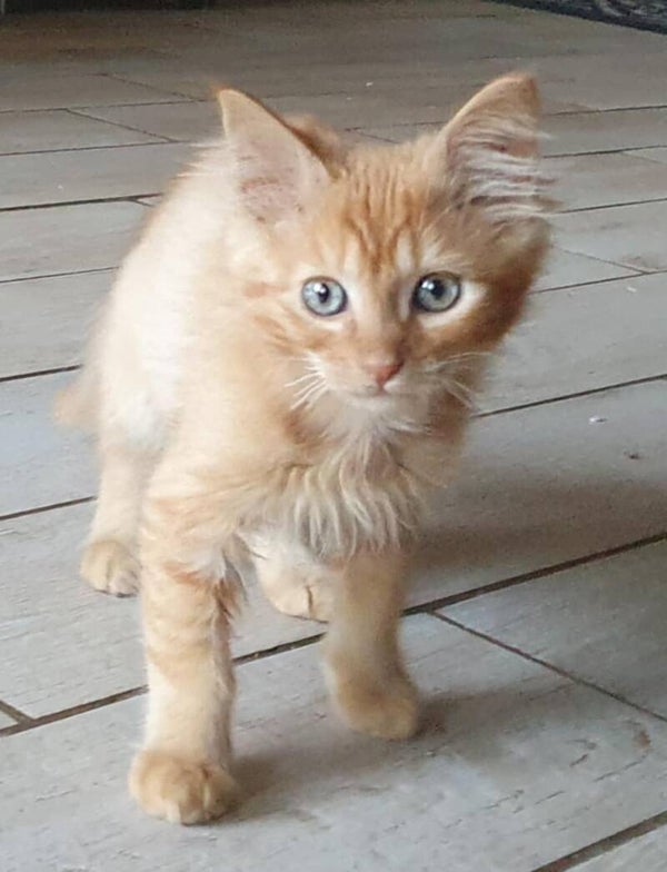 HARLEY a rejoint sa famille le 28 septembre 2025