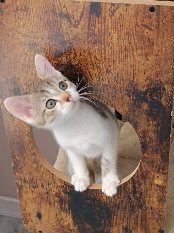 HOPE a rejoint sa famille le 22 aout 2025