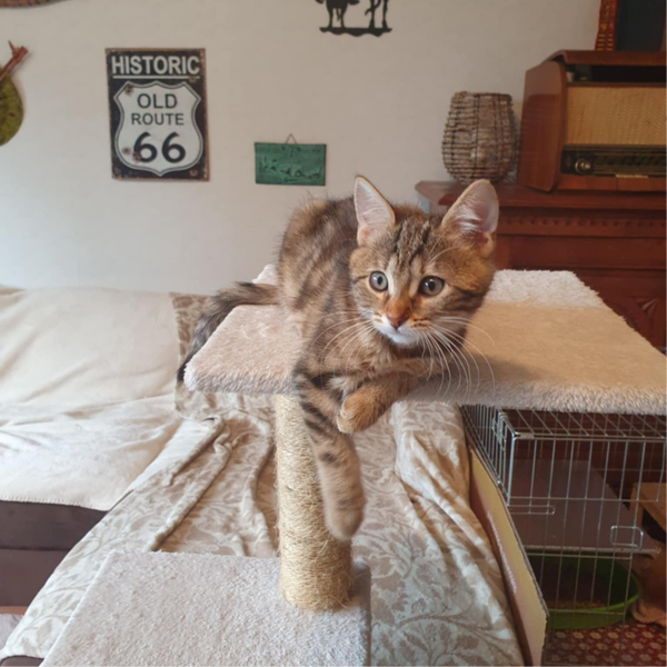 PISTACHE a rejoint sa famille le 20 septembre 2025