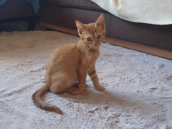 SCOOT a rejoint sa famille le 2 octobre 2025 avec AYA