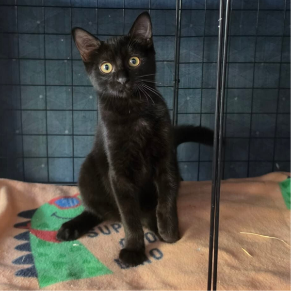 BAGHEERA a rejoint sa famille le 4 septembre 2026