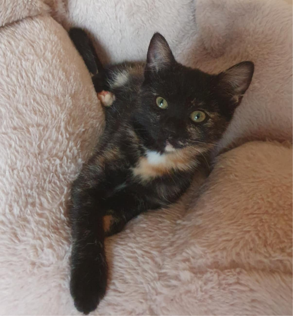 AYA a rejoint sa famille le 2 octobre avec SCOOT