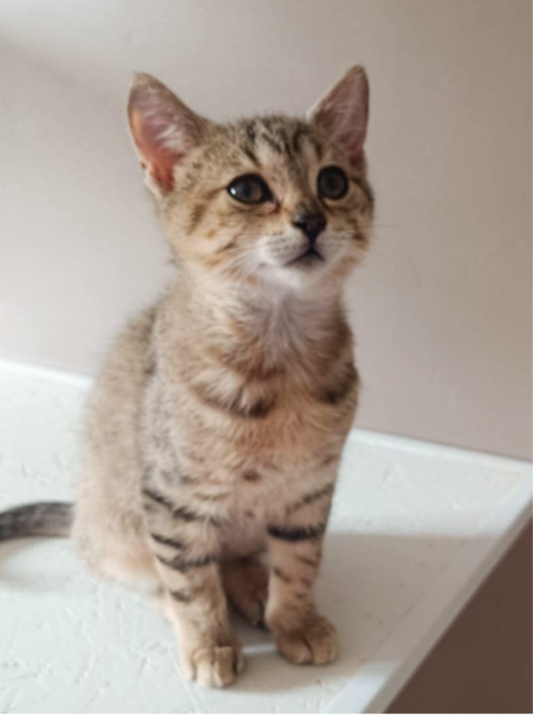 GOOSE a rejoint sa famille le 8 novembre 2025 avec JOEY