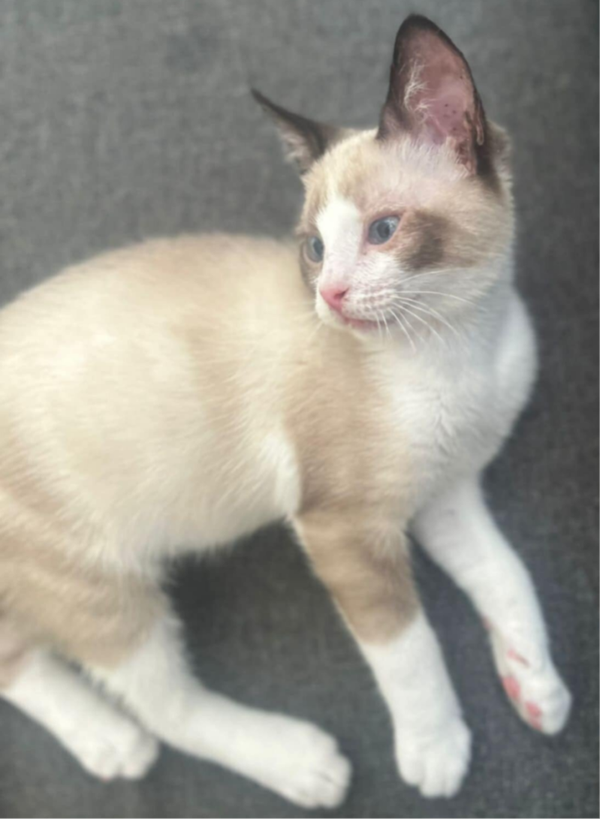 BLIZZARD a rejoint sa famille le 2 septembre 2025