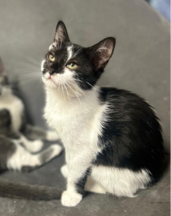 AUXANA a rejoint sa famille le 12 septembre 2025