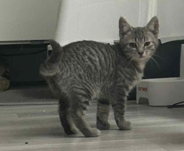 ARIEL a rejoint sa famille le 24 novembre 2025