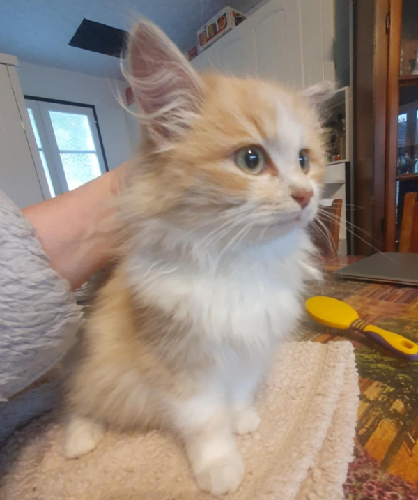 VANILLE a été adoptée par sa famille d'accueil le 18 novembre 2025