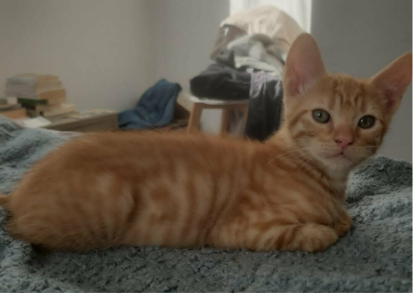 PEANUT