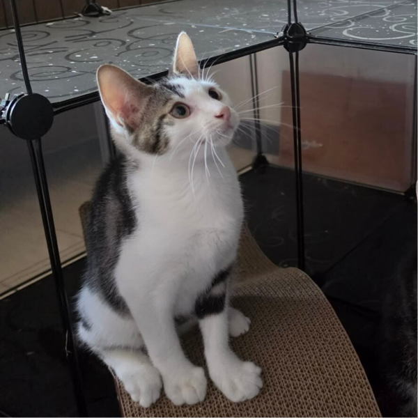OREO a rejoint sa famille le 27 aout avec son frere Grisouille