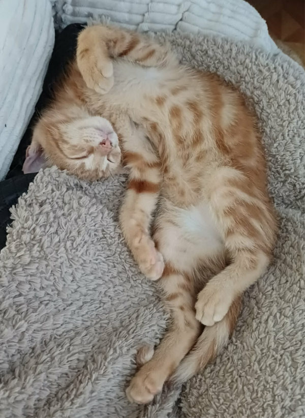 GASTON