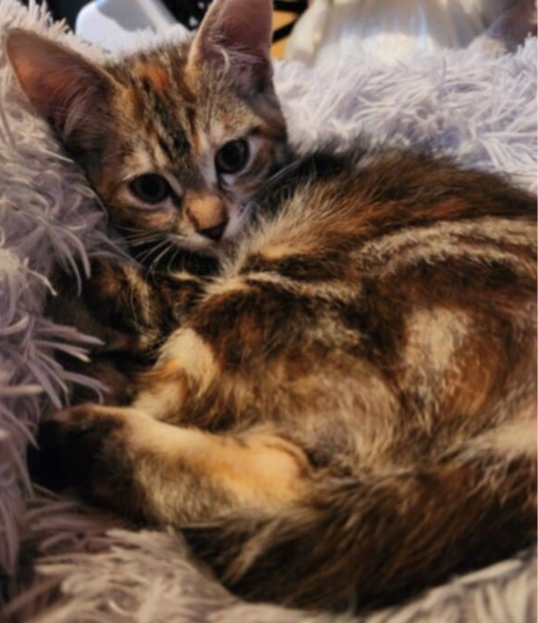 AZURA a rejoint sa famille le 23 février 2026