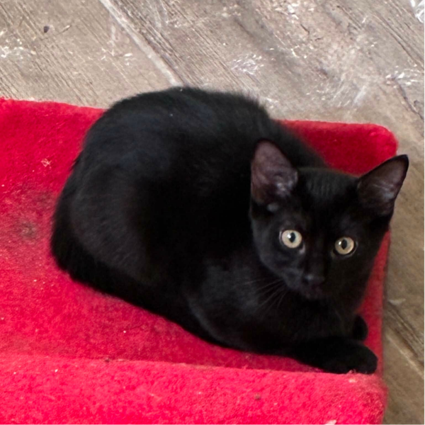 BAGHEERA