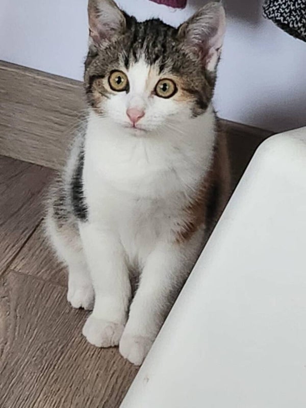 JAVA a rejoint sa famille le 22 novembre 2025