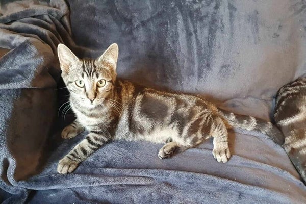 KARAKO  a été adopté le 12 octobre 2024