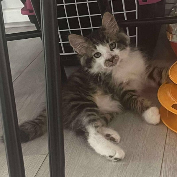 KIYOMI a rejoint sa famille le 23 juillet 2025