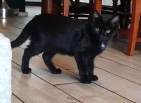 KURO a rejoint son foyer le 24 septembre 2025