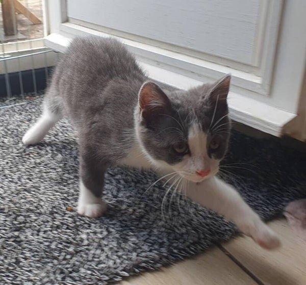 LEON a rejoint sa famille le 28 juin 2025