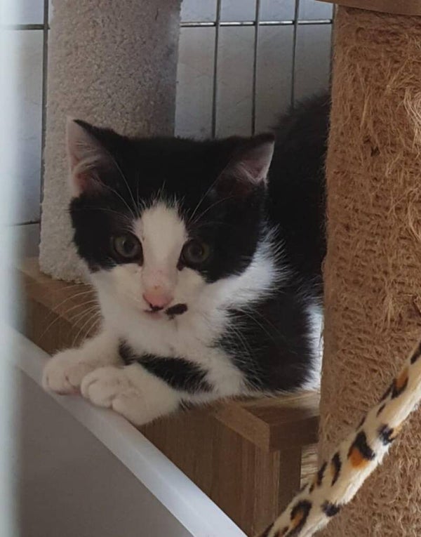 LOUIS a rejoint sa famille le 15 mai 2025