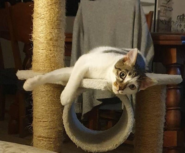 LYNXOU a rejoint sa famille le 20 septembre 2025