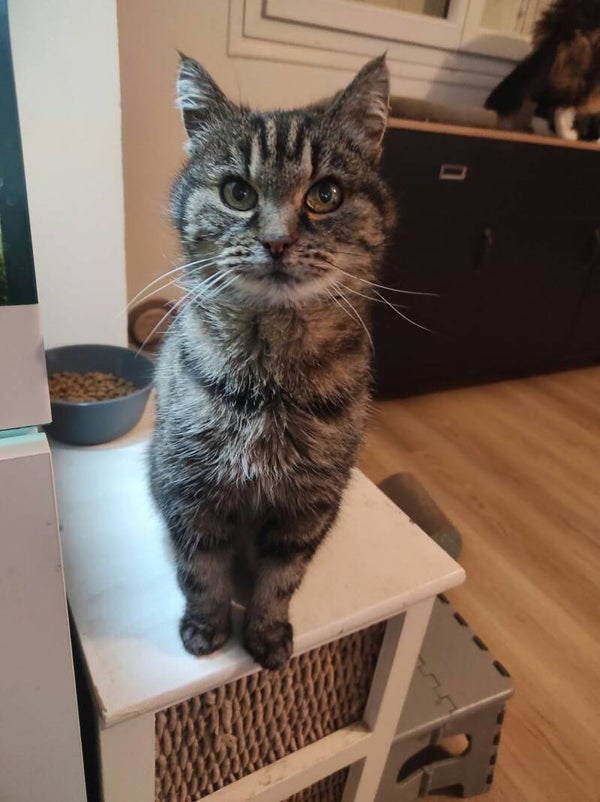 MOCHI