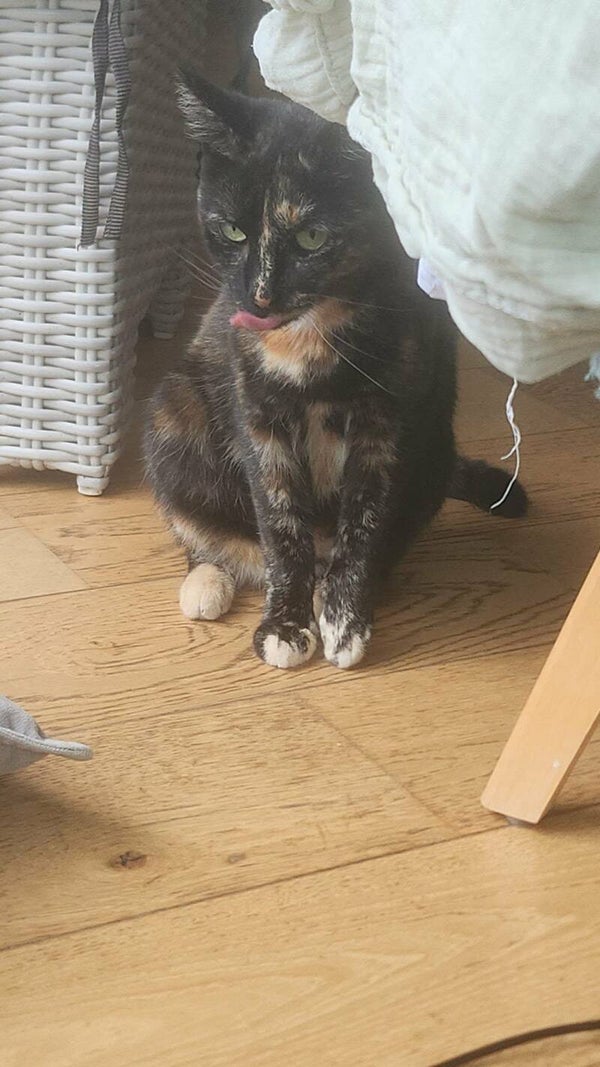 NOISETTE
