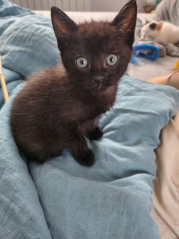 OLIVE a rejoint sa famille le 7 juin 2025 avec son frère Flocon