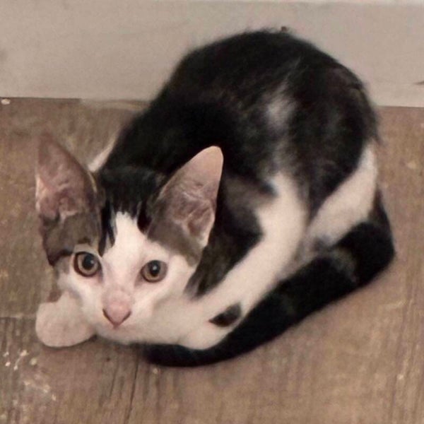 OREO