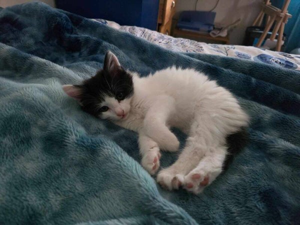 OREO a été adopté le 15 novembre 2024