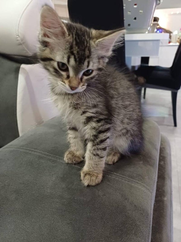 ORION a rejoint sa famille le 6 décembre 2025