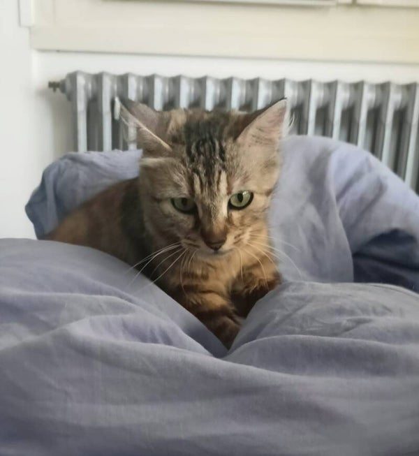 PENELOPE