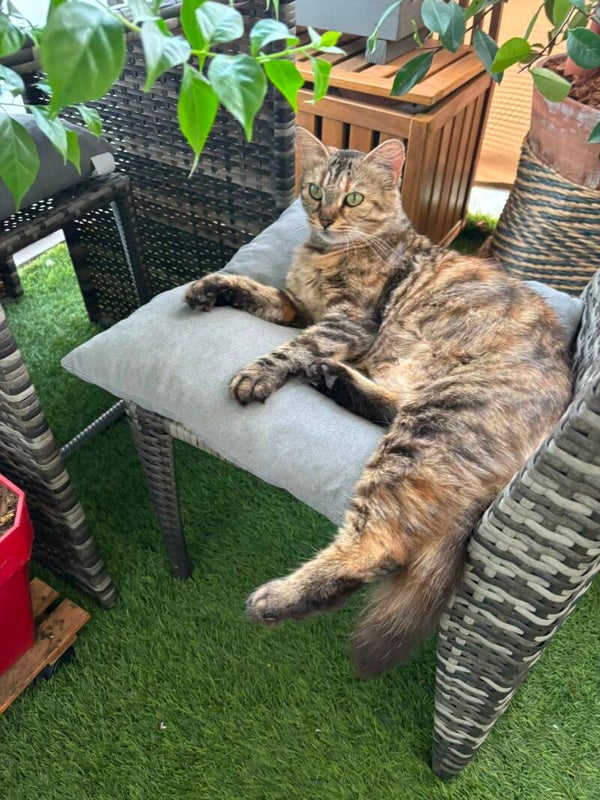 PENELOPE
