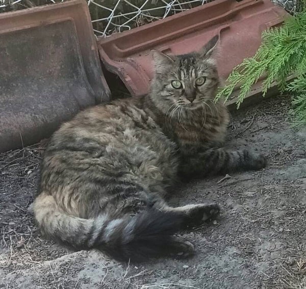 PENELOPE
