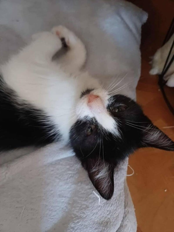 PIMOUSSE a rejoint sa famille le 17 septembre 2025