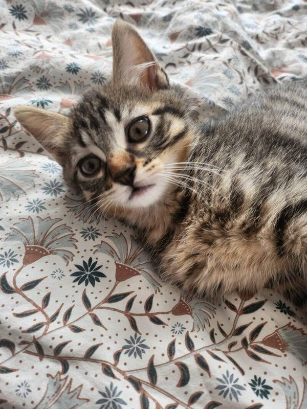 PLUME a rejoint sa famille le 6 juin 2025