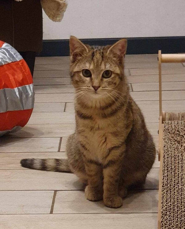 POMPONNETTE a rejoint sa famille le 1er février 2025