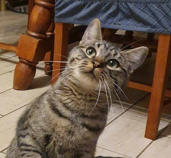 QAZAX a rejoint sa famille le 30 décembre 2024