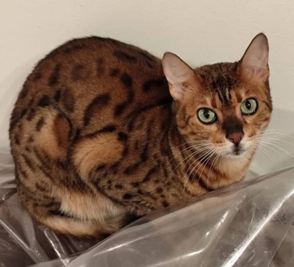 QUEEN a rejoint sa famille le 6 décembre 2025