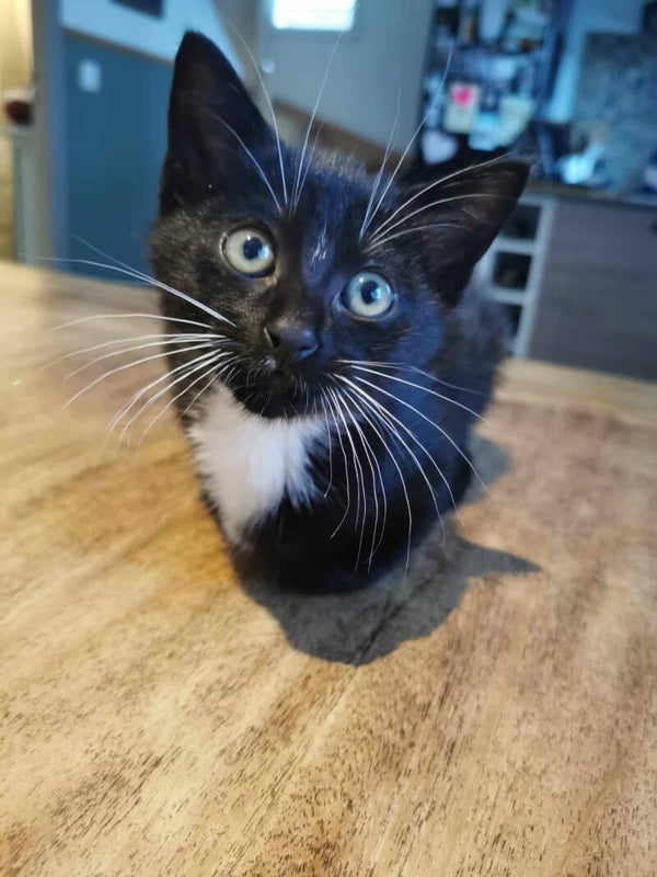 ROCK a été adopté le 26 octobre 2024