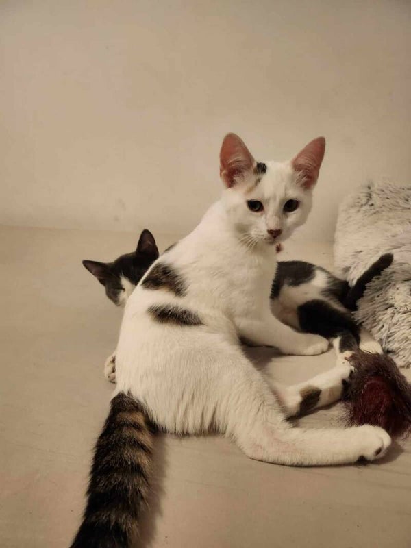 ROCKET a été adopté le 22 septembre