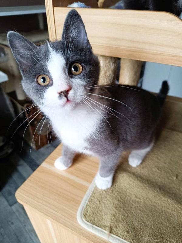 SATIN a rejoint sa famille le 28 décembre 2025