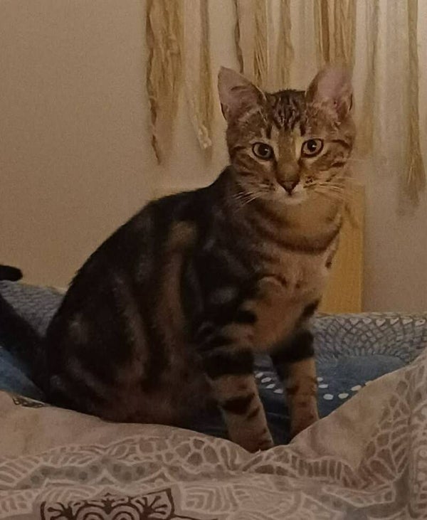 SAVANNAH